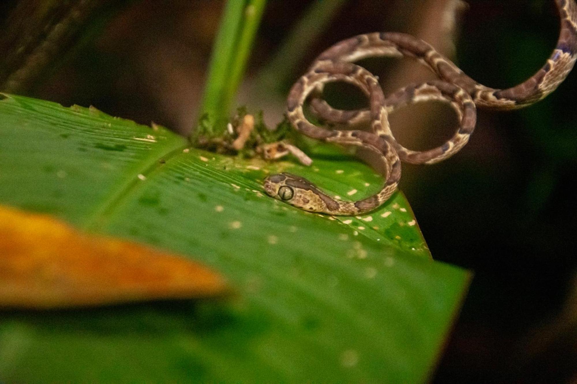 Carey Lodging Tortuguero Buitenkant foto
